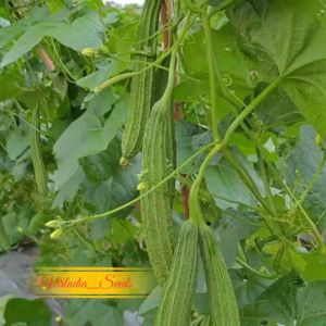 [Virladia Seeds] Biji Benih tanaman Gambas | Oyong