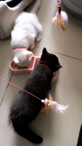 PATE CAO CẤP CHO MÈO NHẬP KHẨU HÀN QUỐC ĐƯỢC NHIỀU BÉ MÈO YÊU THÍCH 90g - CARE CAT HỖ TRỢ TIÊU HOÁ CHẢY NƯỚC MẮT