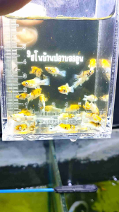 อาหารปลาบอลลูนเรดเฮดไซส์ขุน 25วันถึง1เดือน