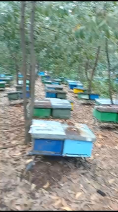 madu akasia murni 500 gram