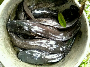 Essen Galatama Lele: Umpan Ikan Berkualitas