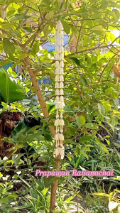 ต่างหูดอกรัก (ดอกรักรุ่นธรรมดาทั่วไป) ราคาต่อข้าง