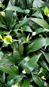 เดหลีใบมัน ต้นสวยแข็งแรง ไม้ประดับ ดอกขาว ใบสีเขียวเข้ม ใบมันเงา เหมาะกับตกแต่งบ้าน