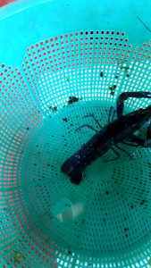 lobster air tawar 4 inchi sepasang (redclaw blue)