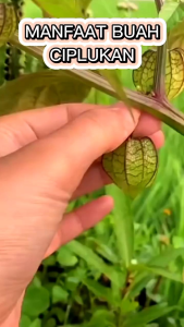 Kapsul Ciplukan Obat Herbal Batu Ginjal Kolesterol Kapsul Daun Ciplukan