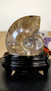 Natural Madagascar Ammolite Fossil Ornament A01
