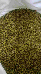 ถั่วเขียว แบบเพาะงอก ถั่วคัดเกรด ถั่วเขียวผิวมัน หวานกรอบ 1000 กรัม