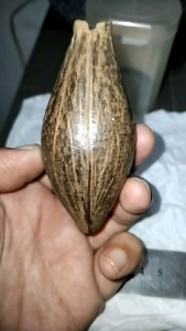 fosil kelapa