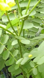 Sariwang Dahon ng Akapulko - Ringworm Bush (Per Piece