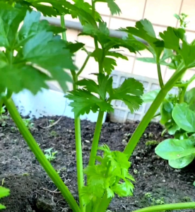 (KEMASAN PREMIUM) BIJI/BENIH TANAMAN SELEDRI IMPORT (isi -+ 3.000 butir)