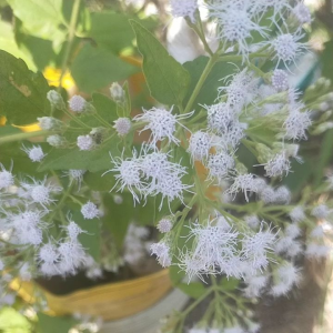 ดอกสาบเสือ แบบสด(100กรัม)