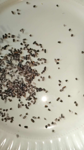 จมูกข้าวกล้องเหนียวดำขัดจุ้กส์ดีไรซ์ 1 กิโลกรัม (Organic Rice)