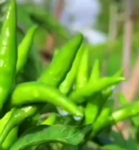 (KEMASAN PREMIUM) 10 GRAM BIJI | BENIH CABE TUMPUK RED CLUSTER