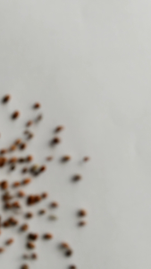 (50 gram) Benih lobak daun bibit lobak daun lalap