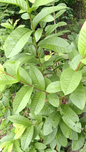Freshly Picked] Organic Fresh Guava Leaves / Dahon ng Bayabas (50 pcs / 100 pcs)