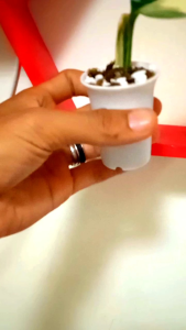 Tanaman Hias Hidup Mewah Premium Stand Dinyana Yellow Var