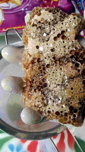 madu lebah liar dan klanceng