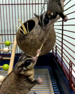 CEMILAN FISH SNACK MAKANAN SUGARGLIDER & HEWAN KECIL ((KEMASAN BOTOL))