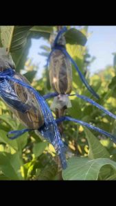 ฝรั่งพันธุ์กิมจู 14บ. กิ่งตอน 100 กิ่ง ความยาว 40-50 ซมราก ปลูก ชุดฟรี