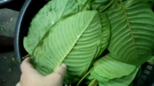 ใบกระท่อม ใบคัดเคี้ยว (ใบเคี้ยว)พิเศษสวย 1กิโล (kratom 1kg) เก็บสดใหม่ทุกวัน รับประกันสินค้า มีปัญหารับเคลม