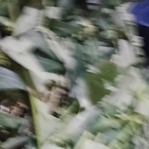 TEH HERBAL SENA ATAU PATIKAN MAS PEMBERSIH USUS 200GRAM
