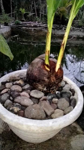Bibit kelapa kembar 2