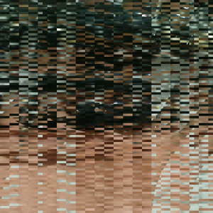 GELANG AKAR BAHAR HITAM ORIGINAL UKIR KUJANG TERJANGKAU