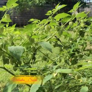 [Virladia Seeds] Biji Benih tanaman herba Ciplukan Hijau