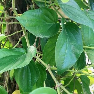 ใบพลู สวยๆ พร้อมส่งจ้า มีตลอดปี