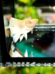 🔥พร้อมส่ง🐟อาหารปลาโปแลนด์ สูตรสำหรับปลาบอลลูน🥰