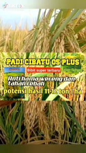 Benih padi Cibatu 06 premium kemasan 5kg
