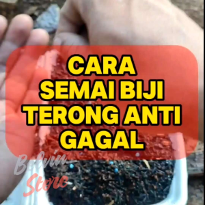 (-+300 butir) Benih tanaman terong bulat hitam | black round eggplant [kemasan pabrik]
