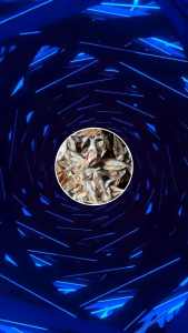 IKAN ASIN BILIS BELAH SUPER MURAH