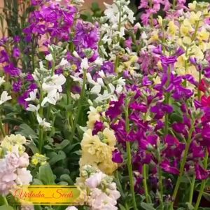 [Virladia Seeds] 100 Biji Benih Bunga Matthiola Incana | Stock Flower Mix Color
