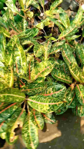 khailakey flora tanaman hias aglonema donacarmen /tanaman hias in/out door
