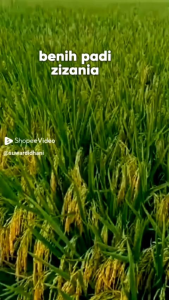 benih padi zizania unggul 5kg Benih Padi Untuk Hasil Maksimal Biji Padi Berkualitas - Lazada