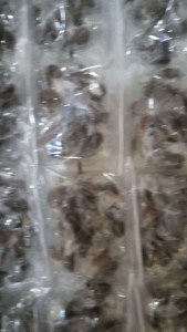 Permen Jahe Asli 1 Pack Isi 100 Permen Jadul