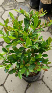 Magical Miracle Berry Plant  Transform Your Taste Buds with Sweetness