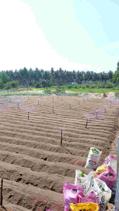 ยอดพันธุ์มันผักกาดขาวออแกนิคอย่างดี1กิโลกรัม(มีแถม)ในราคาพิเศษเพียง65฿เท่านั้น จากไร่ชมมณี