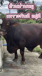 เทพบุตรโปรพลัสแร่ธาตุวิตามินสัตว์