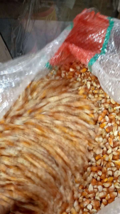 Jagung kristal pakan burung dara 5kg/pcs