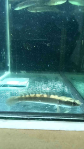 CHANNA MARU RED BARITO 5/6cm