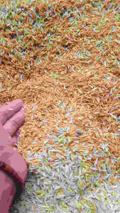 Sekam Padi Kering 1 Kg Sisa Penggilingan Padi Siap Kirim Bahan Pupuk Organik Tradisional