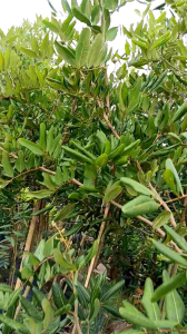ANAK POKOK LONGAN PING PONG HYBRID THAILAND 4 FEET TALL (Limited Time Offer!) [WEST MALAYSIA ONLY]