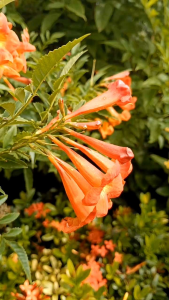 ทองอุไรส้ม กระถาง 11 นิ้ว ออกดอกทั้งปี ต้นสวยและแข็งแรง (กทม)