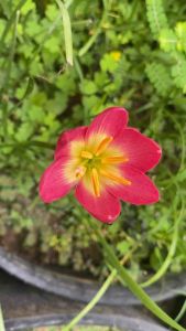 A.หัวดอกบัวดิน Red Needles หัวละ 25 บาท