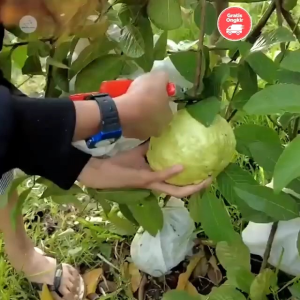 Bibit Jambu Kristal Merah Jumbo🌱 Bibit Genjah Dijamin Rimbun Sudah Berbuah Semua Jambu Non Biji Hasil Okulasi Berbuah Pendek Mesti Dalam Pot Rasa Buahnya Yang Manis Sperti Madu Siapp Kirim Seluruh Nusantara🚀 Sistem Bayar Di Tempat (COD)