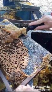 ( NGUYÊN CHẤT) MẬT ONG HOA CAF PHÊ ĐẮK LẮK CHAI 1000ML