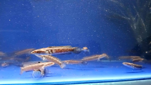 Channa Blue Pulchra 2inch