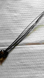 Artefak kumis maung kombang stok terbatas